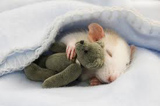 Sleepy Bear & Sleepy Rat